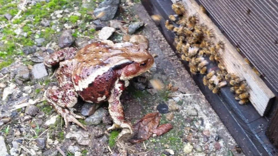 今年初めてガマガエルに遭遇しました