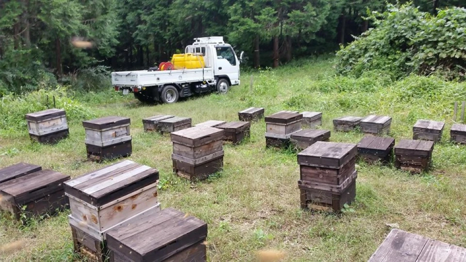 各蜂場の巣箱にキナコ団子とエサを入れる作業をしています