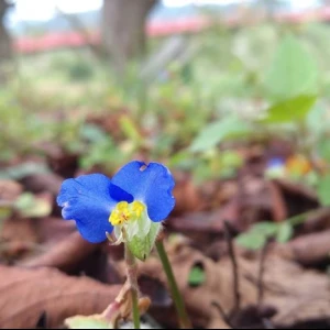 露草