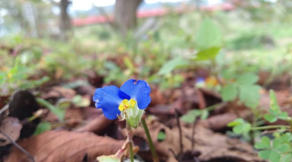 露草