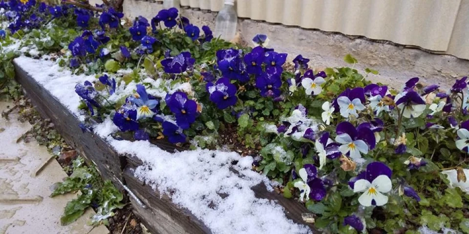 蜜蜂に与えるきな粉団子作りをしました。