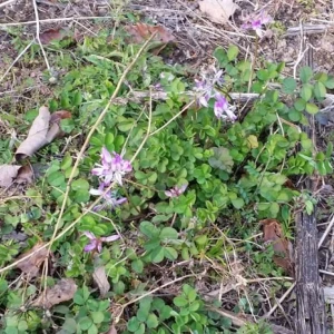 蜂場にレンゲの花が咲いていました。