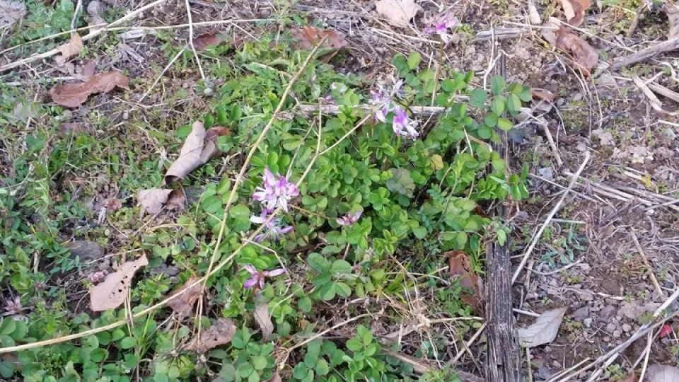 蜂場にレンゲの花が咲いていました。